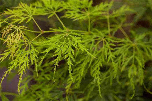 Grüner Schlitzahorn - Acer palmatum 'Dissectum'