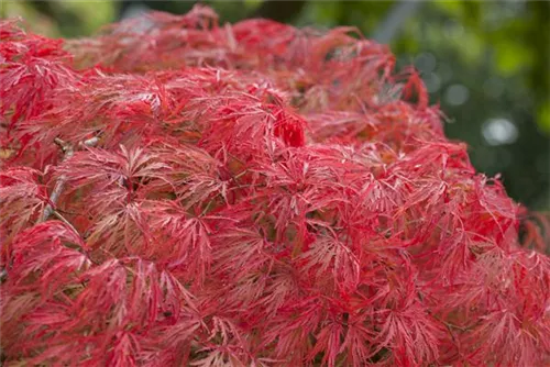 Grüner Schlitzahorn - Acer palmatum 'Dissectum'