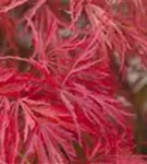 Grüner Schlitzahorn - Acer palmatum 'Dissectum'