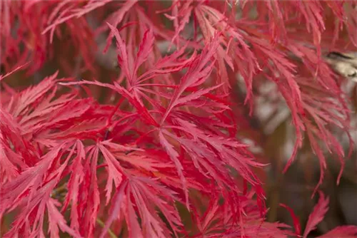 Grüner Schlitzahorn - Acer palmatum 'Dissectum'