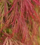 Grüner Schlitzahorn - Acer palmatum 'Dissectum'