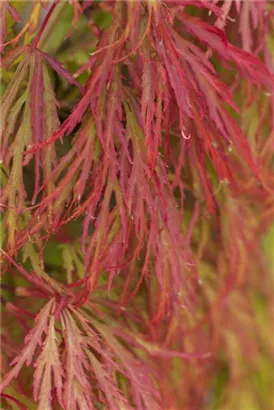 Grüner Schlitzahorn - Acer palmatum 'Dissectum'