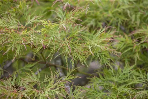 Grüner Schlitzahorn - Acer palmatum 'Dissectum'