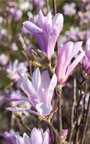 Magnolia liliiflora 'Susan'