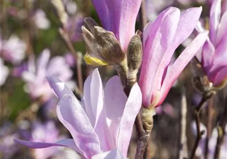 Magnolia liliiflora 'Susan' - Niedrige Magnolie 'Susan'