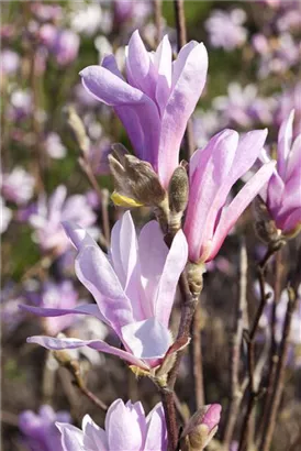 NIedrige Magnolie Susan - Magnolia 'Susan' - Formgehölze