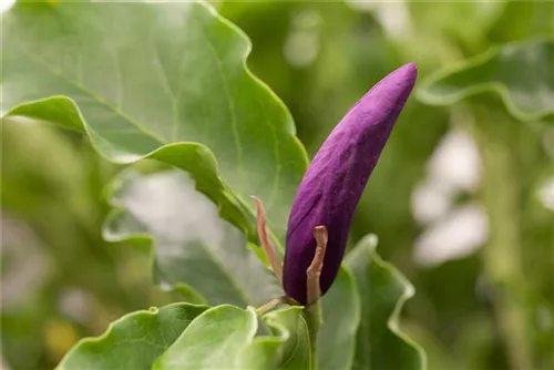 NIedrige Magnolie Susan - Magnolia 'Susan' - Formgehölze