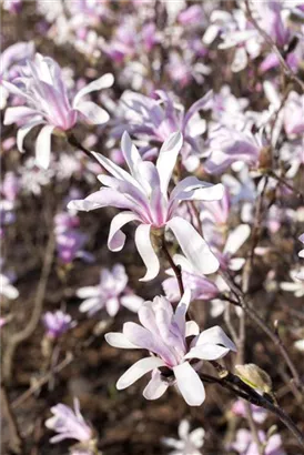 NIedrige Magnolie Susan - Magnolia 'Susan' - Formgehölze