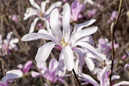 NIedrige Magnolie Susan - Magnolia 'Susan' - Formgehölze