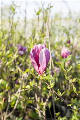 NIedrige Magnolie Susan - Magnolia 'Susan' - Formgehölze