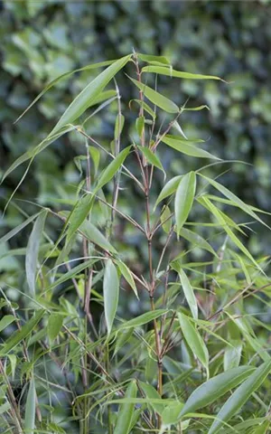 Fargesia robusta 'Pingwu'