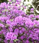 Rhododendron 'Praecox' - Rhododendron 'Praecox'