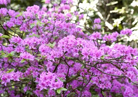 Rhododendron 'Praecox' - Rhododendron 'Praecox'