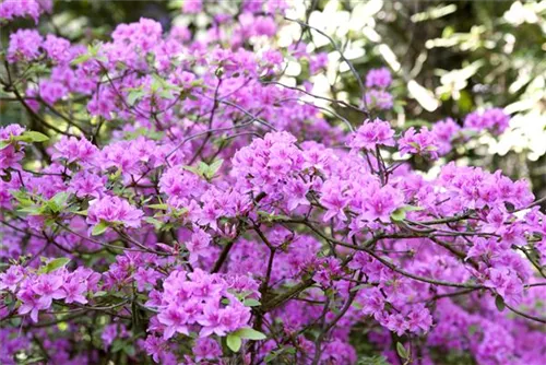 Rhododendron 'Praecox' - Rhododendron 'Praecox'