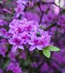 Rhododendron 'Praecox' - Rhododendron 'Praecox'