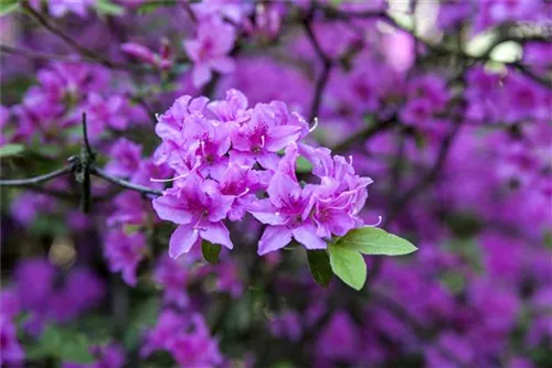 Rhododendron 'Praecox' - Rhododendron 'Praecox'