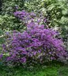 Rhododendron 'Praecox' - Rhododendron 'Praecox'