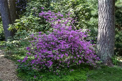 Rhododendron 'Praecox' - Rhododendron 'Praecox'