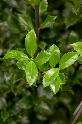 Strauch-Hülse - Ilex meserveae 'Heckenstar'