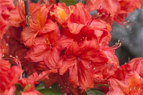 Sommergrüne Azalee 'Feuerwerk' - Rhododendron lut.'Feuerwerk' I