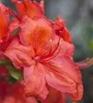 Sommergrüne Azalee 'Feuerwerk' - Rhododendron lut.'Feuerwerk' I