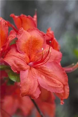 Sommergrüne Azalee 'Feuerwerk' - Rhododendron lut.'Feuerwerk' I