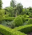 Hoher Buchsbaum - Buxus sempervirens