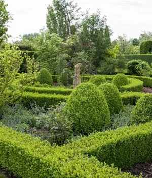 Buxus sempervirens