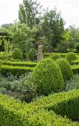 Buxus sempervirens