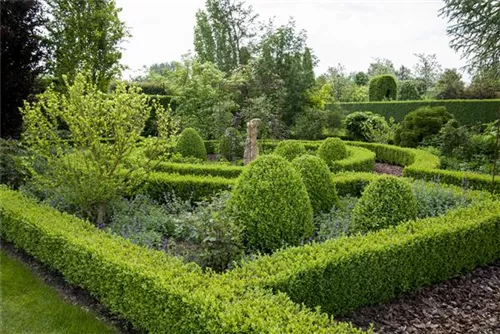 Hoher Buchsbaum - Buxus sempervirens