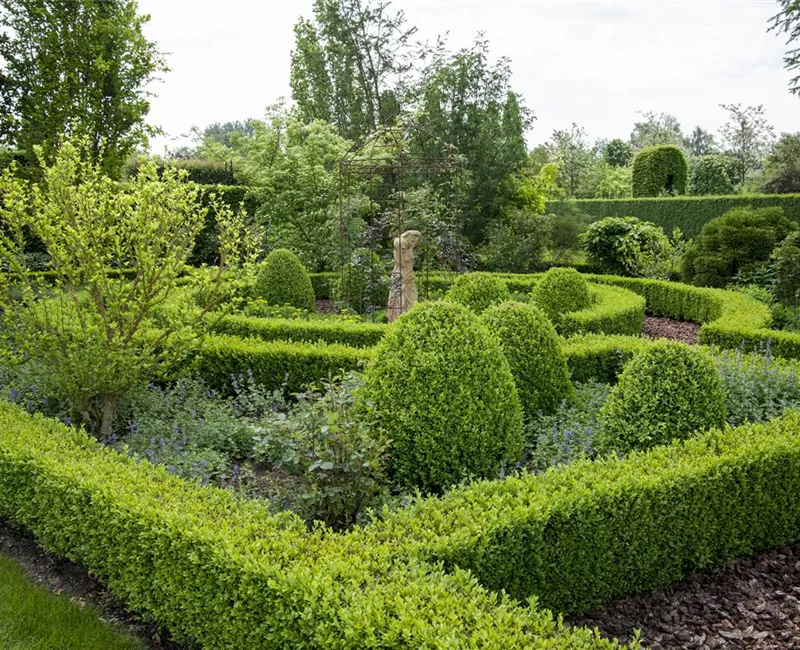 Buxus sempervirens