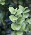 Hoher Buchsbaum - Buxus sempervirens