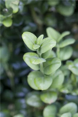 Hoher Buchsbaum - Buxus sempervirens