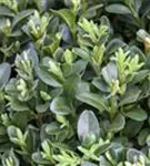 Hoher Buchsbaum - Buxus sempervirens