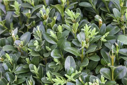 Hoher Buchsbaum - Buxus sempervirens