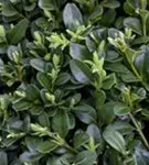 Hoher Buchsbaum - Buxus sempervirens