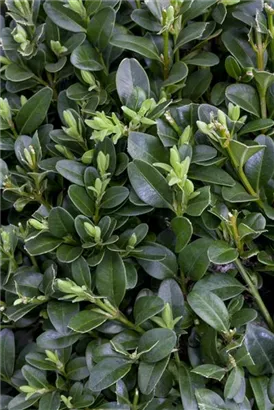 Hoher Buchsbaum - Buxus sempervirens