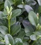 Hoher Buchsbaum - Buxus sempervirens