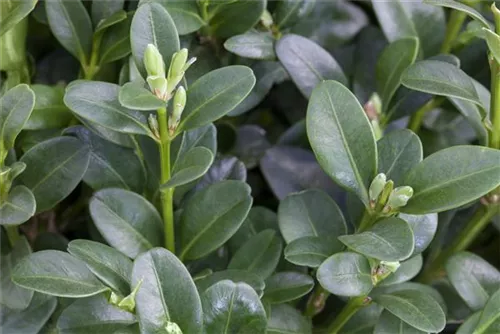 Hoher Buchsbaum - Buxus sempervirens