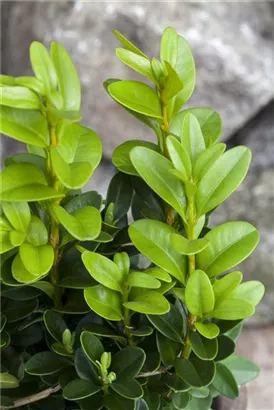 Hoher Buchsbaum - Buxus sempervirens - Formgehölze