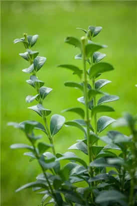 Hoher Buchsbaum - Buxus sempervirens