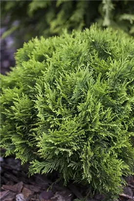 Zwergiger Kugel-Lebensbaum - Thuja occidentalis 'Danica'