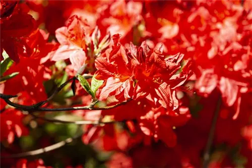 Sommergrüne Azalee 'Fireball' - Rhododendron lut.'Fireball' I