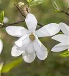 Kobushi-Magnolie - Magnolia kobus - Formgehölze