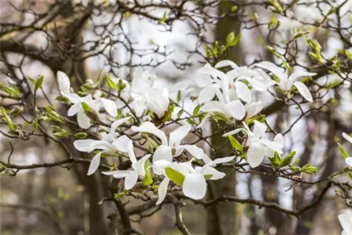 Kobushi-Magnolie - Magnolia kobus - Formgehölze