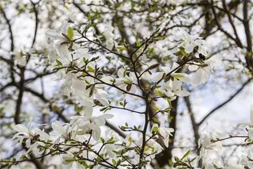 Kobushi-Magnolie - Magnolia kobus - Formgehölze