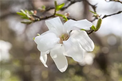 Kobushi-Magnolie - Magnolia kobus - Formgehölze