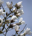 Kobushi-Magnolie - Magnolia kobus - Formgehölze