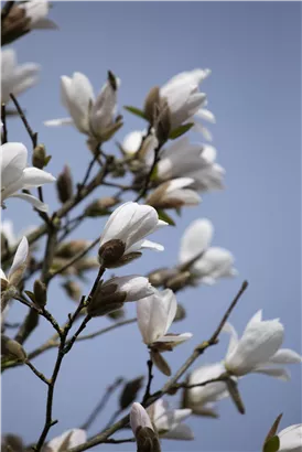 Kobushi-Magnolie - Magnolia kobus - Formgehölze