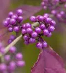 Schönfrucht 'Profusion' - Callicarpa bodinieri 'Profusion'